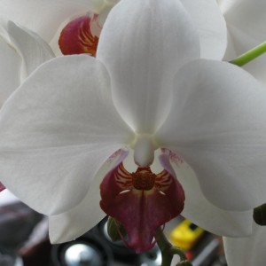 Orchidee Phalaenopsis