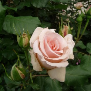 le mie rose