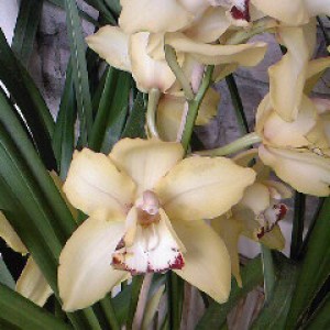 orchidee