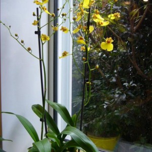 Le mie orchidee