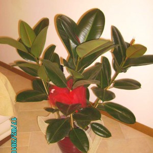 ficus elastica decora