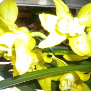 orchidee