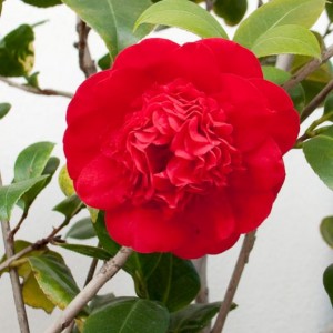 Camelia