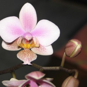 Phalaenopsis