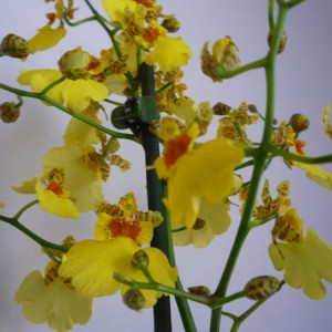 oncidium