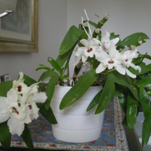 dendrobium