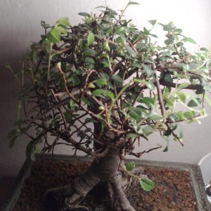 Il mio bonsai