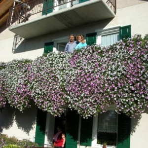 il mio balcone di surfinie