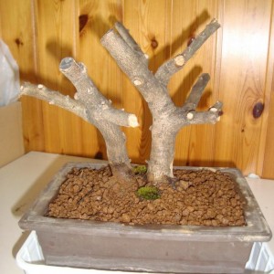 Bonsai