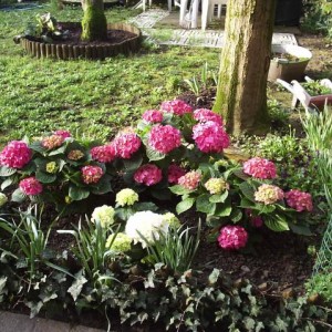 ortensie