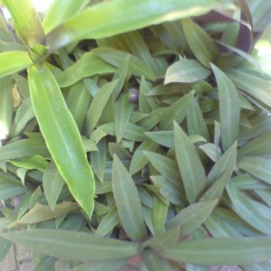 Tradescantie