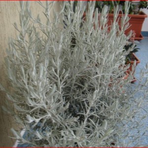 eremophila nivea