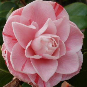 camelia