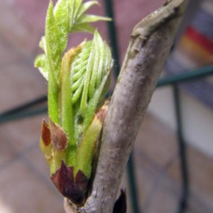 glicine incerto