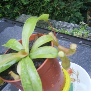 Nepenthes