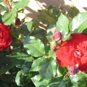 ROSE 2010 - RED SPOT