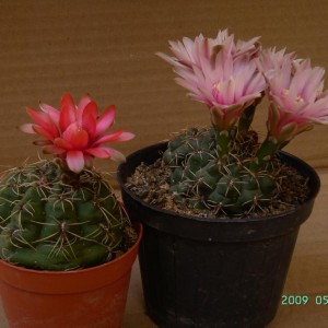 fiori di cactus