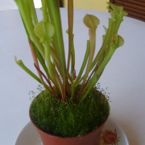 Sarracenia