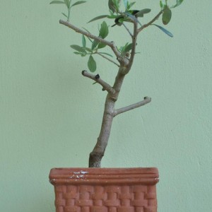 I miei bonsai