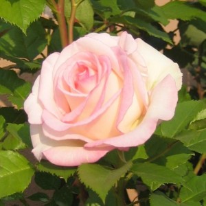 ROSE 2010 - MOONSTONE