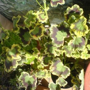 I miei Pelargoni e Gerani