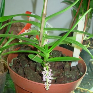 Smitinandia micrantha