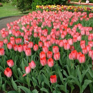 fiori di Villa Tarantoi