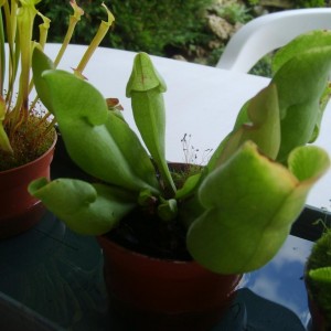 Sarracenia purpurea