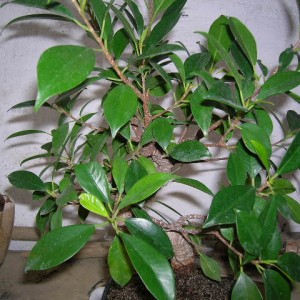 FOTO FICUS