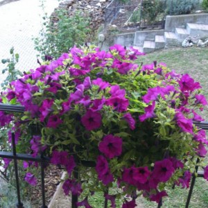 I fiori sul mio balcone