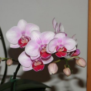 LE MIE ORCHIDEE 2010