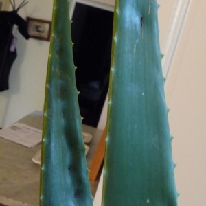 Aloe vera