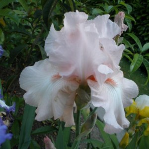 Iris