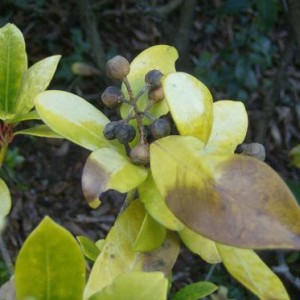 skimmia japonica