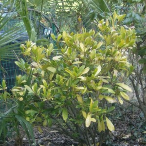 skimmia