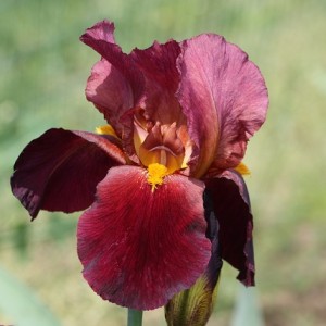 LE  MIE  IRIS