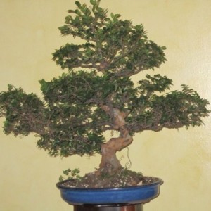 bonsai