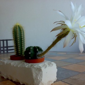 echinopsis subdenudatus