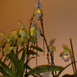 Paphiopedilum