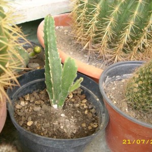 alla riscoperta delle piante grasse.