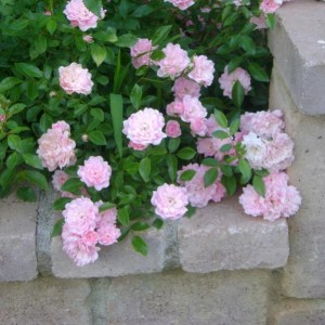 Le mie Rose