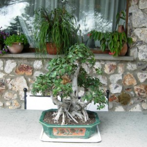 Multi-Bonsai