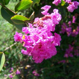 Un po' qui e un po' lì nel mio giardino....