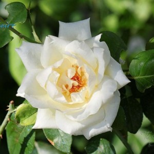 rose 2011 parte1