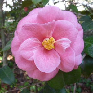 camellia japonica