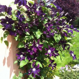 Le mie Clematis