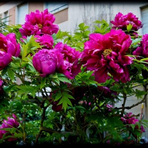 PEONIA