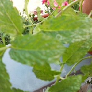 Piante  aromatiche