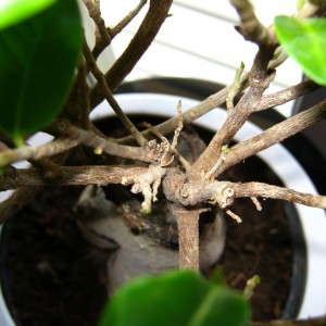il mio primo Bonsai