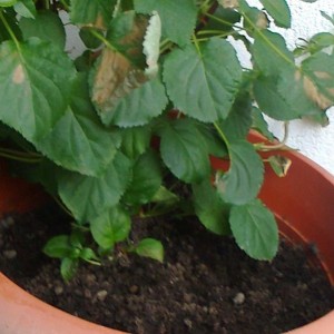ortensia petiolaris malata